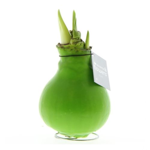 Amaryllis bulb in gift box - Image 19